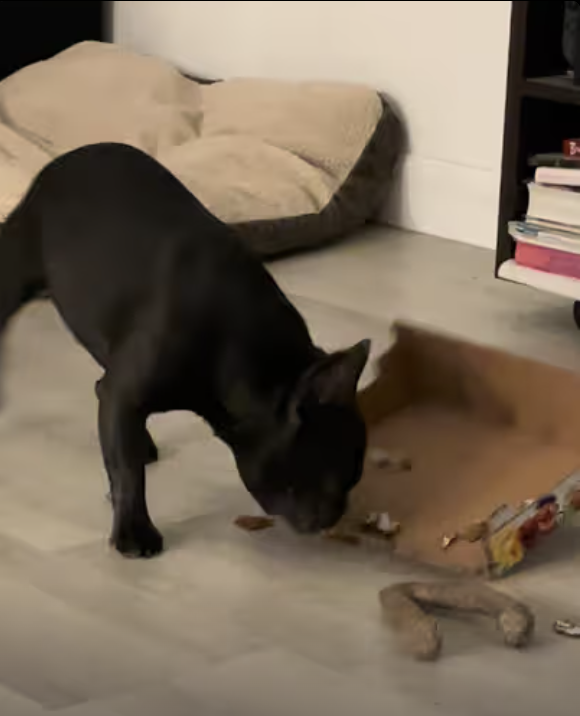 Frenchie demos how real shredder should work !!!